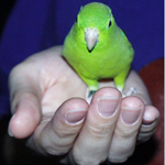 a bird in the hand