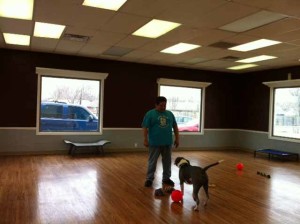 playroom at Dogville Daycare and Boarding